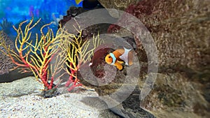 clown fishes hide behind the reef , live in the coral area of the aquarium.