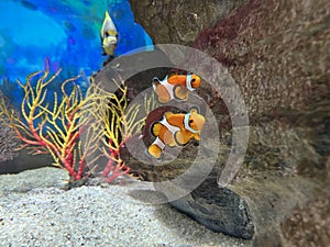 clown fishes live in the coral area, Majestic angelfish is coming behide.