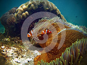 Clown fishes at Padang Bai