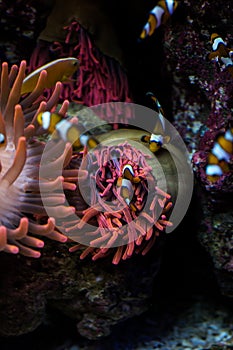 Clown fishes and sea anemone