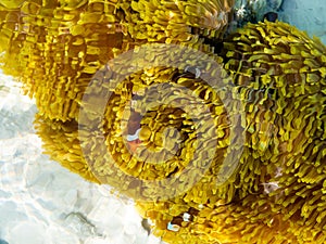 Clown fishes in their host anemone at Surin islands national park, Phang Nga. Thailand