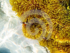 Clown fishes in their host anemone at Surin islands national park, Phang Nga. Thailand