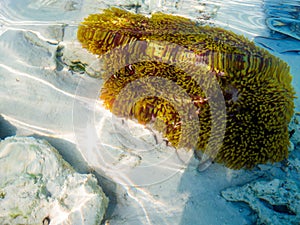 Clown fishes in their host anemone at Surin islands national park, Phang Nga. Thailand