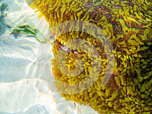 Clown fishes in their host anemone at Surin islands national park, Phang Nga. Thailand