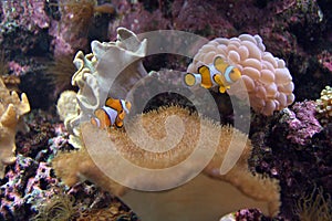 Clown Fishes With Water Anemone