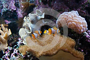 Clown Fishes With Water Anemone