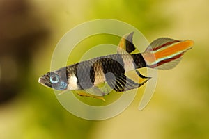 Clown killi banded panchax killifish fish Male Epiplatys annulatus tropical aquarium fish photo