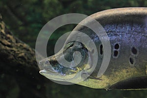 Clown knifefish