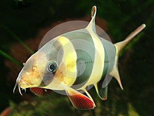 Clown Loach photo