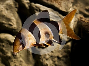 Clown loach fish botia macracantha photo