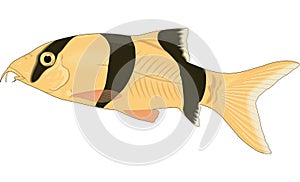 Clown Loach Illustration