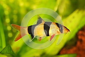 Clown loach tiger botia aquarium fish catfish Botia macracanthus