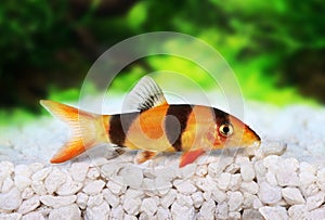 Clown loach tiger botia catfish Botia macracanthus