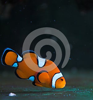 Clown saltwater fish