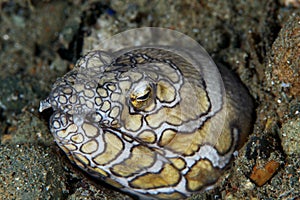 Clown snake eel