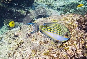 Clown tang on the coral reef in Seychelles