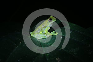 A clown tree frog, Dendropsophus sarayacuensis, looking curiously at the camera photo