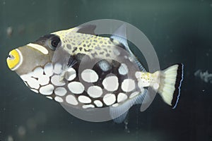 Clown trigger fish