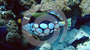Clown Trigger fish, Kandoludu, Maldives