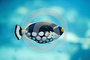 Clown Triggerfish