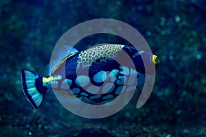 Clown triggerfish