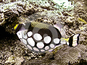 Clown Triggerfish