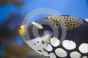 Clown triggerfish