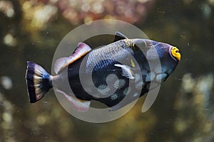 Clown triggerfish Balistoides conspicillum