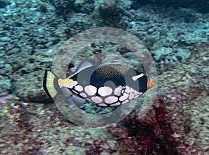 A Clown Triggerfish Balistoides conspicillum