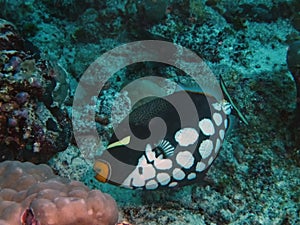 A Clown Triggerfish Balistoides conspicillum