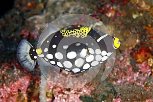 Clown Triggerfish, Balistoides conspicillum