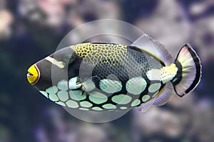 Clown triggerfish (Balistoides conspicillum)