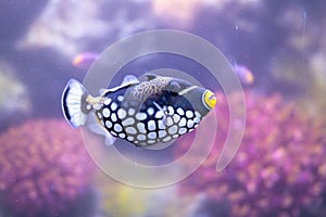 Clown triggerfish Balistoides conspicillum, bigspotted triggerfish, are demersal marine fish belonging to the family Balistidae