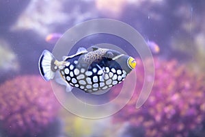 Clown triggerfish Balistoides conspicillum, bigspotted triggerfish, are demersal marine fish belonging to the family Balistidae photo