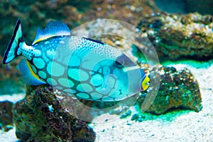 Clown Triggerfish - Balistoides conspicillum