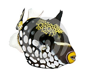 Clown triggerfish (fish) photo