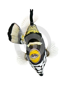 Clown triggerfish in front of white background