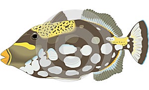 Clown Triggerfish Illustration
