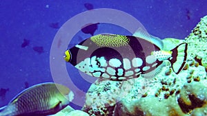 Clown triggerfish in the indian ocean, Maldives.