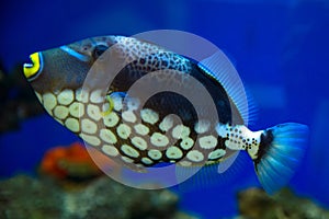 Clown Triggerfish, Spotted Triggerfish swims in the aquarium