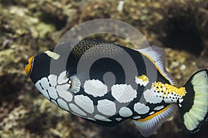 Clown triggerfish at Surin national park