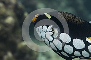 Clown triggerfish at Surin national park