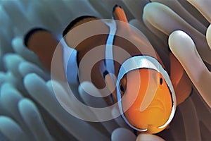 Clownfish