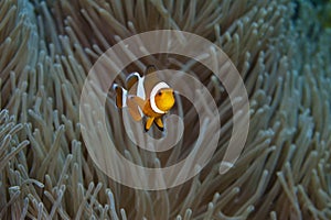 Clownfish