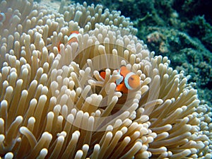 Clownfish