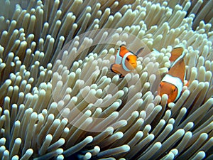 Clownfish