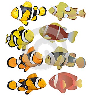 Clownfish