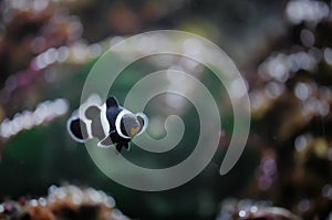 Clownfish