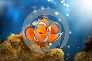 Clownfish