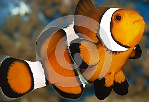 Clownfish